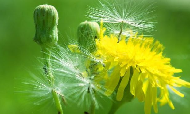 推薦3種食物，美容養(yǎng)顏，抗皺祛斑，皮膚水嫩
